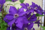 Clematis The President