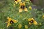 Clematis serratifolia Golden Tiara �