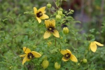 Clematis serratifolia Golden Tiara�