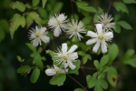 Clematis fargesioides Summer Snow