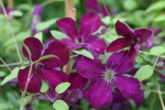 Clematis viticella Royal Velours