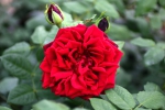 Vitalrose�Koopmann�s Imperial