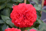 Uetersener Rosenk�nigin�