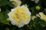 Solero�
