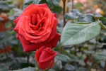 Terracotta�