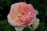 Rose Herkules hier erhältlich Foto rosen-direct