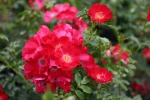 Rose Dortmund Foto rosen-direct