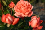 Bestellm&ouml;glichkeit Rose: Hamburger Deern Foto Rosen-Direct.de