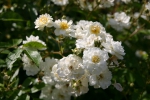 Guirlande d�mour