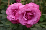 Rose Lila Wunder Foto rosen-direct
