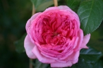 La rose de Molinard�
