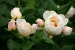 Uetersener Klosterrose�