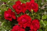 Rose Grand Award Foto rosen-direct