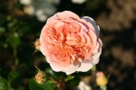 Abraham Darby�