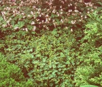 Alchemilla erythropoda [Juz.]