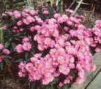 Aster Dumosus-Hybride Rosenwichtel