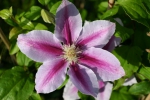 Clematis Bees Jubilee