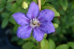 Clematis Blue Gem