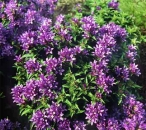 Campanula glomerata Acaulis
