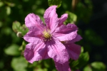 Clematis Comtesse de Bouchaud