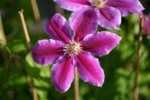 Clematis Dr. Ruppel