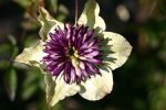 Clematis Florida Sieboldii