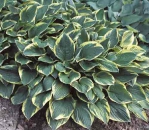 Hosta � fortunei Aureo-marginata