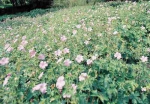 Geranium endressii [J. Gay]