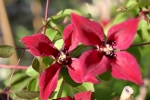 Clematis texensis Gravetye Beauty