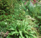Hosta lancifolia [(Thunb.) Engler]
