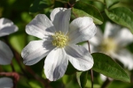 Clematis viticella Huldine