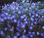 Geranium Pratense-Hybride Johnsons Blue