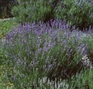 Lavandula angustifolia Hidcote Blue