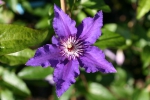 Clematis Maria Louise Jensen�
