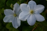 Clematis Madame Le Coultre