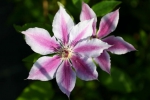 Clematis Nelly Moser