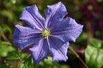 Clematis Perle d`Azur