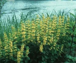 Lysimachia punctata [L.]