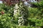 Rose Rambling Rector Foto rosen-direct