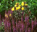 Salvia nemorosa Ostfriesland