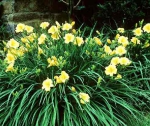 Hemerocallis Hybride Stella de Oro