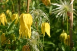 Clematis tangutica