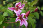 Clematis texensis Etoile Rose