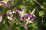 Clematis triternata Rubromarginata