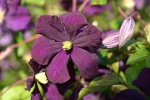 Clematis viticella Etoile Violette