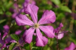 Clematis viticella Kermesina