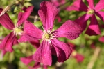 Clematis viticella Mme Julia Correvon