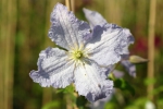 Clematis viticella Prince Charles