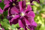 Clematis Warszawska Nike