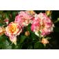 Camille Pissarro® - Wurzelnackte Rose -A- Qualität